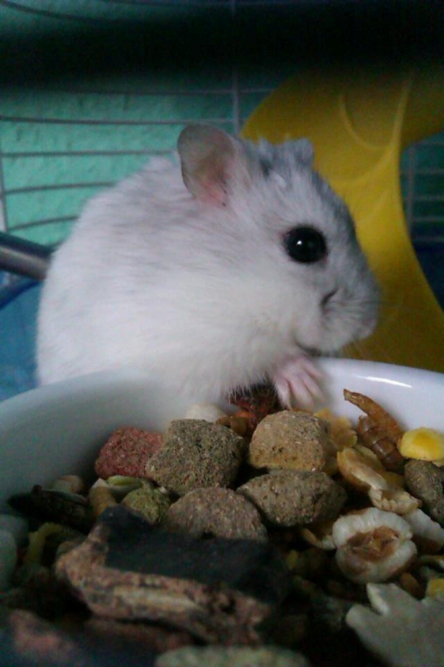 Dværghamster | Molly - Molly ved madskålen. billede 2