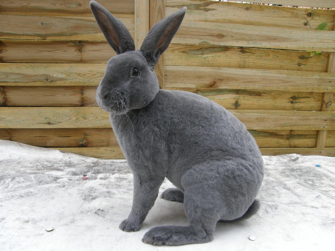 Kanin Kilarto *blå rex* 93,5p billede 39