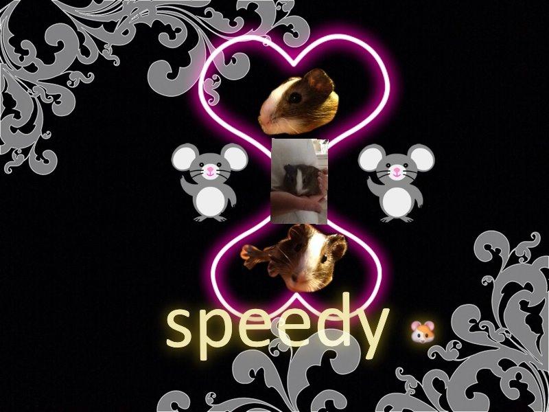 Marsvin Speedy gonsales  billede 6