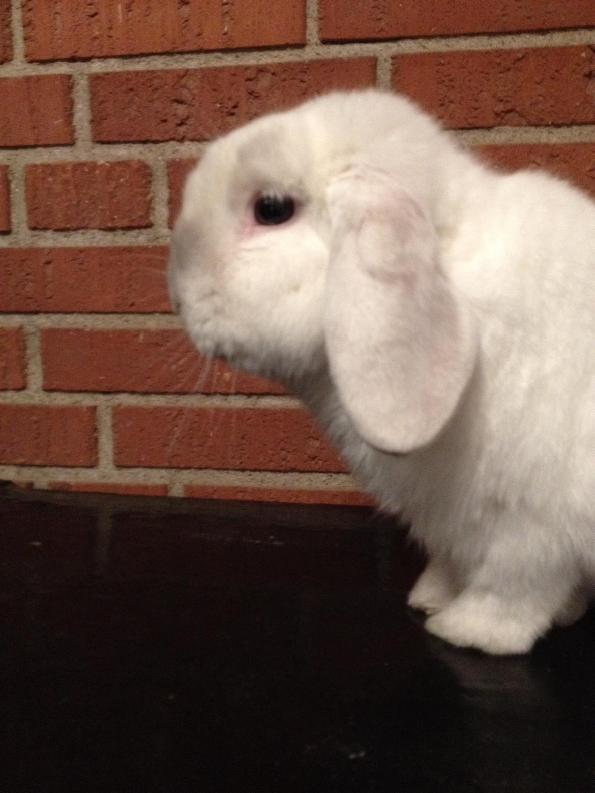 Kanin Jumper De Hermano - Photoshoot med jumper --> billede 4