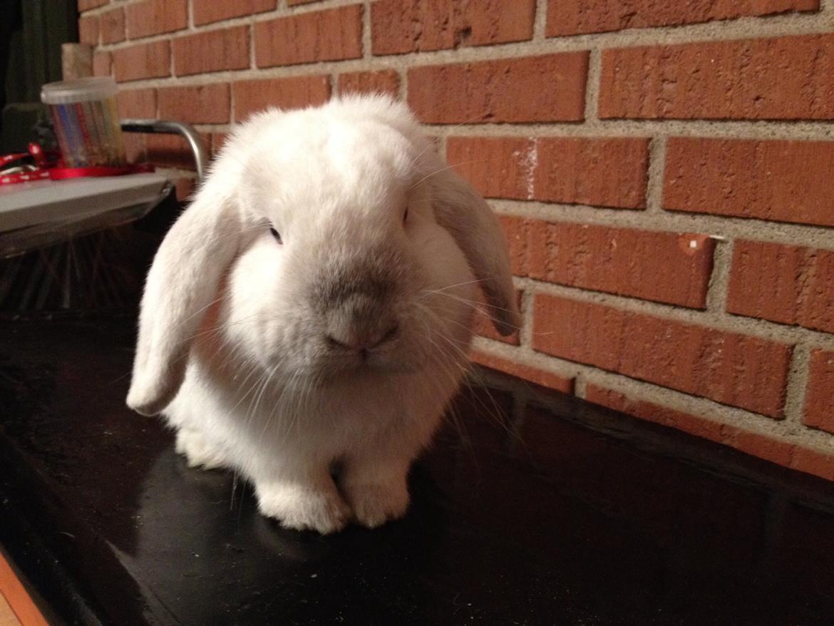 Kanin Jumper De Hermano - Hovedet lidt på skrå, og så de øjne der!<3 billede 5