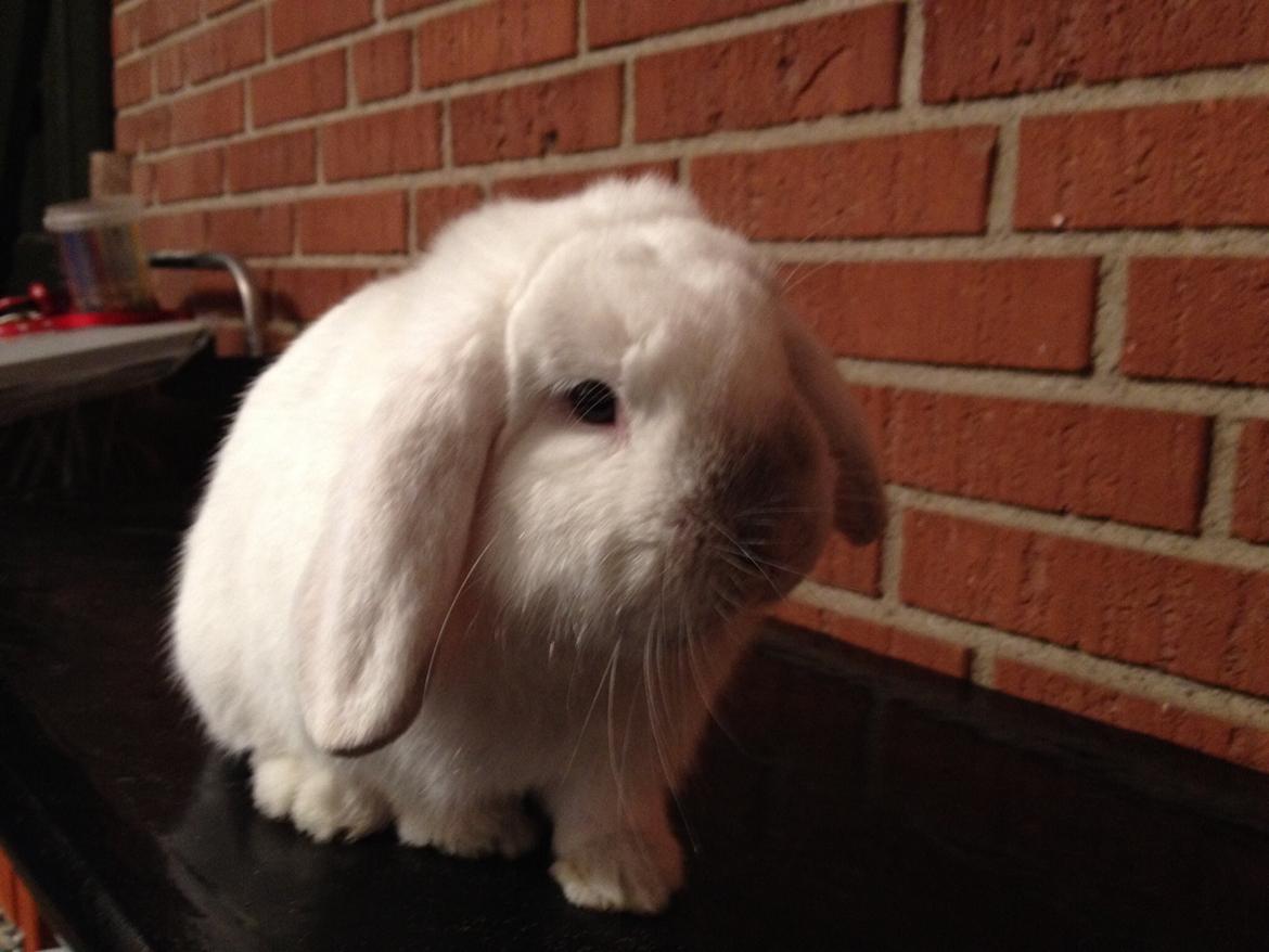 Kanin Jumper De Hermano - Fotogen er han da<3 billede 6