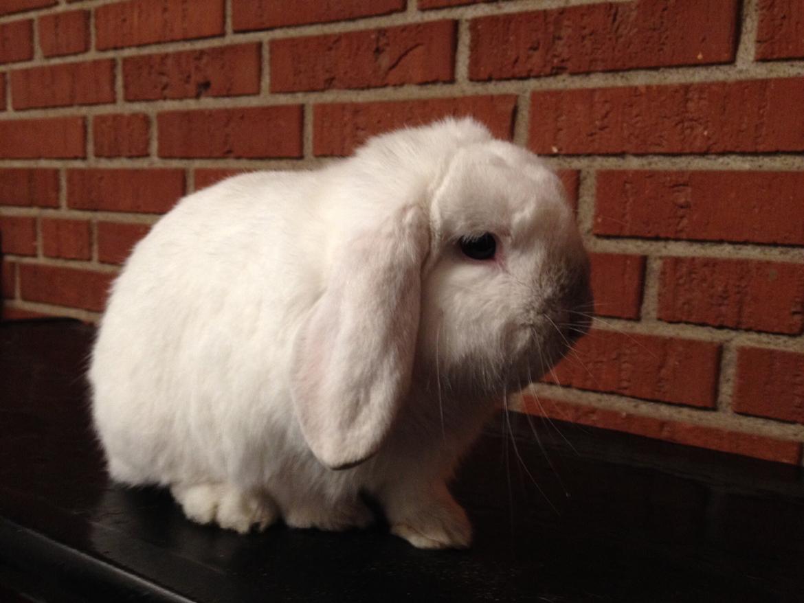 Kanin Jumper De Hermano - Basseeeee...<3 billede 7