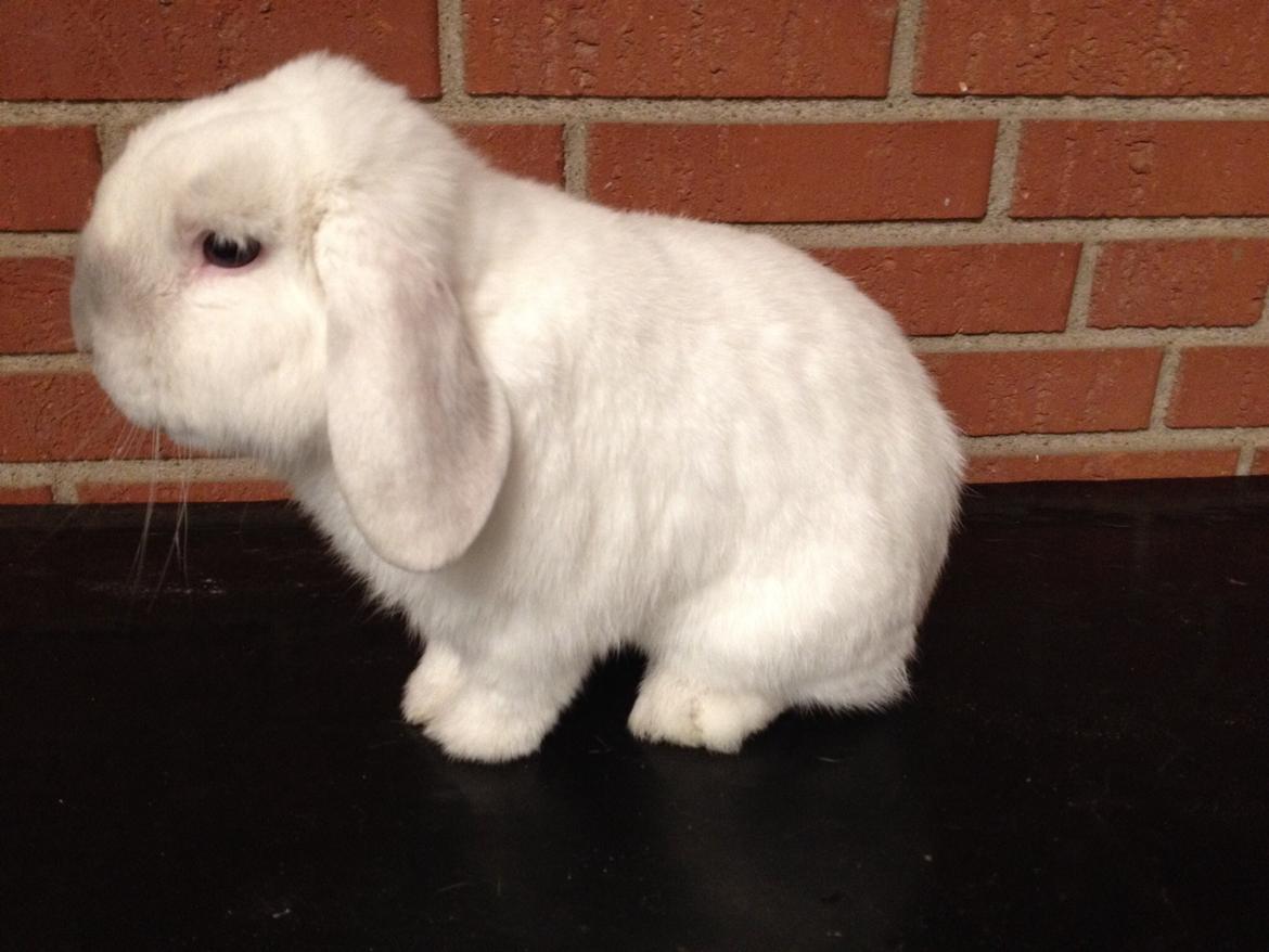 Kanin Jumper De Hermano - lille krop og stort hoved på dette billed :D billede 8