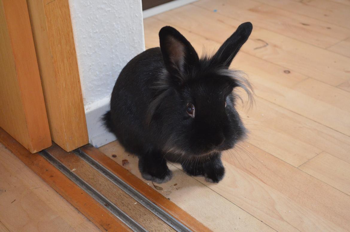 Kanin Louis the Lion billede 15