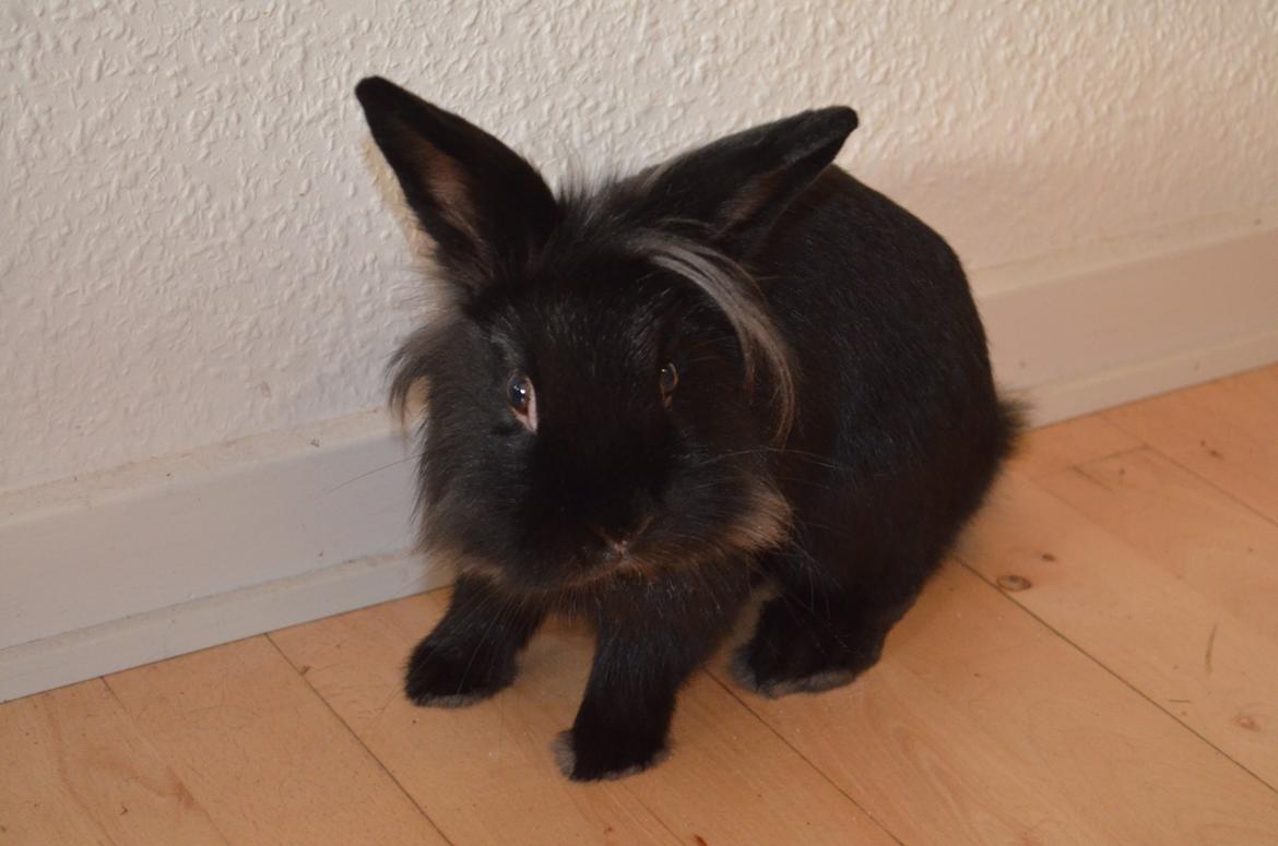 Kanin Louis the Lion billede 16