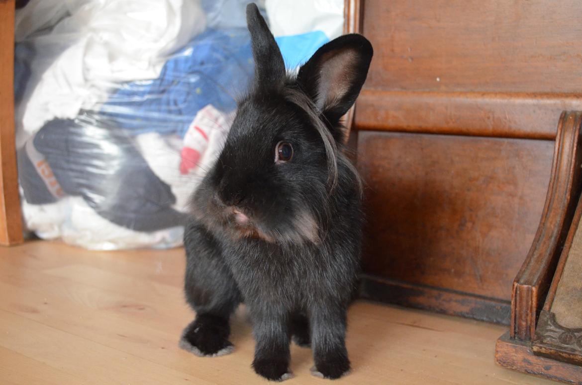 Kanin Louis the Lion billede 17