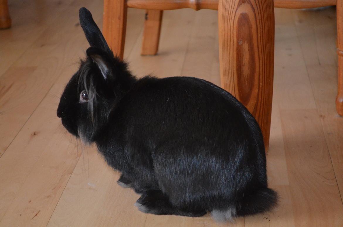 Kanin Louis the Lion billede 18