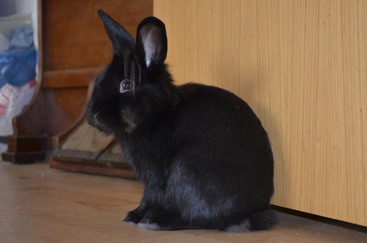 Kanin Louis the Lion billede 19