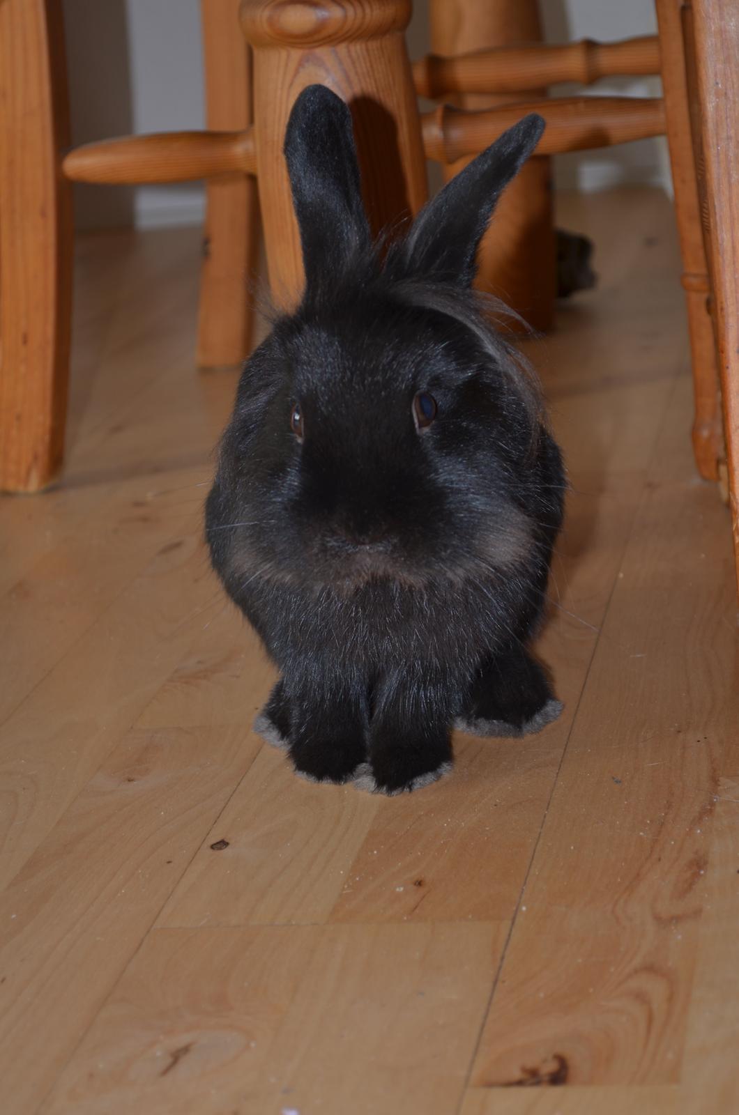 Kanin Louis the Lion billede 20