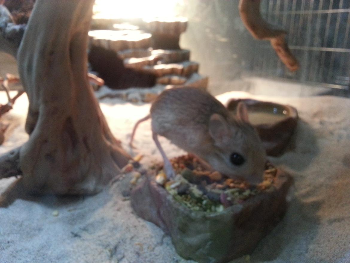 Hestespringer Hopper billede 1