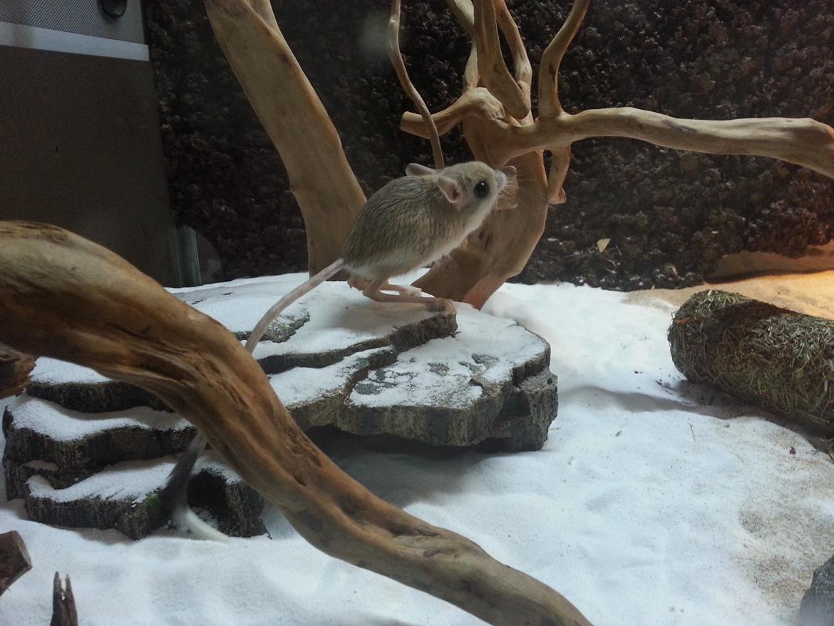 Hestespringer Hopper billede 2