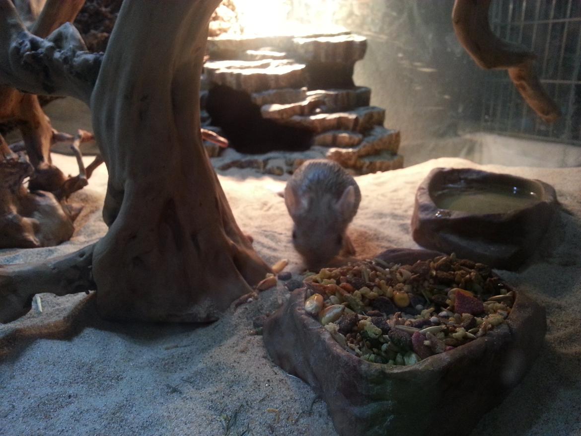 Hestespringer Hopper billede 3