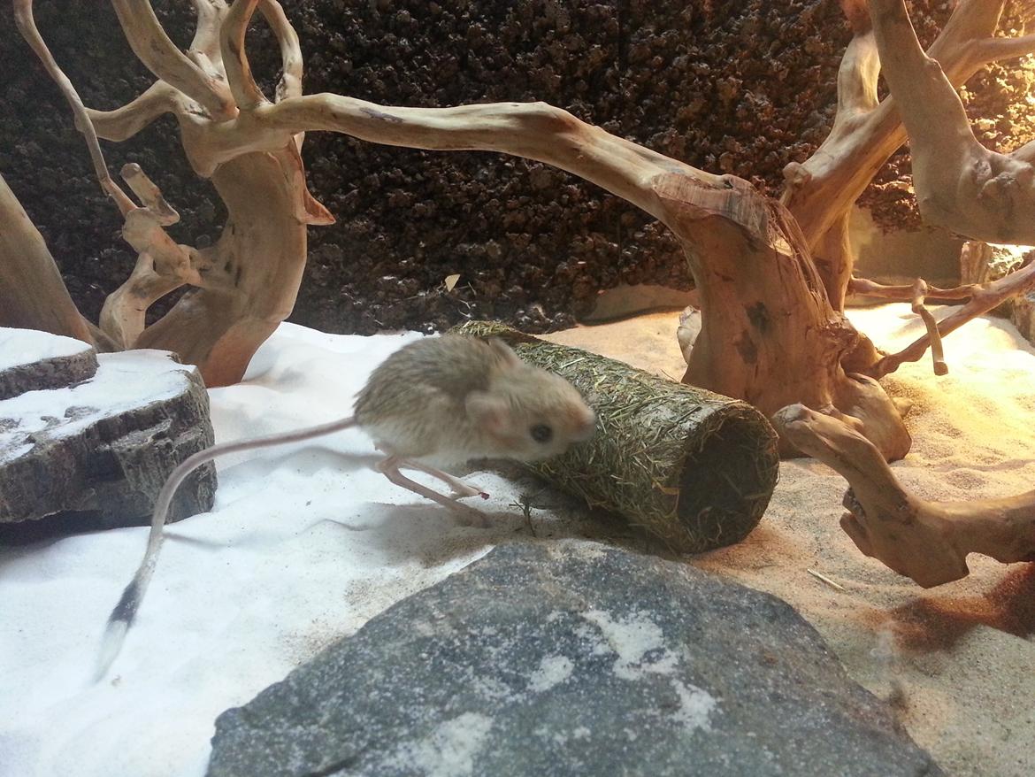 Hestespringer Hopper billede 4