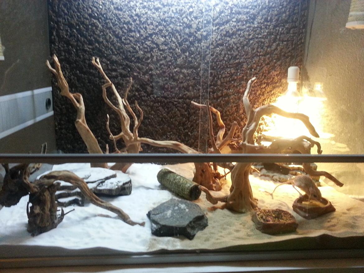 Hestespringer Hopper billede 5