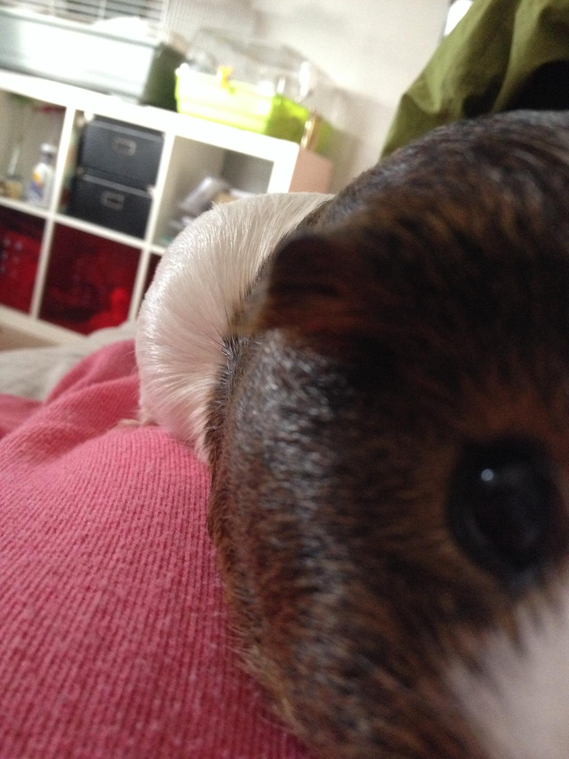 Marsvin Perle billede 7