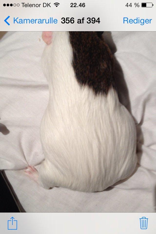 Marsvin Perle billede 2