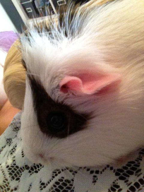 Marsvin Perle billede 3