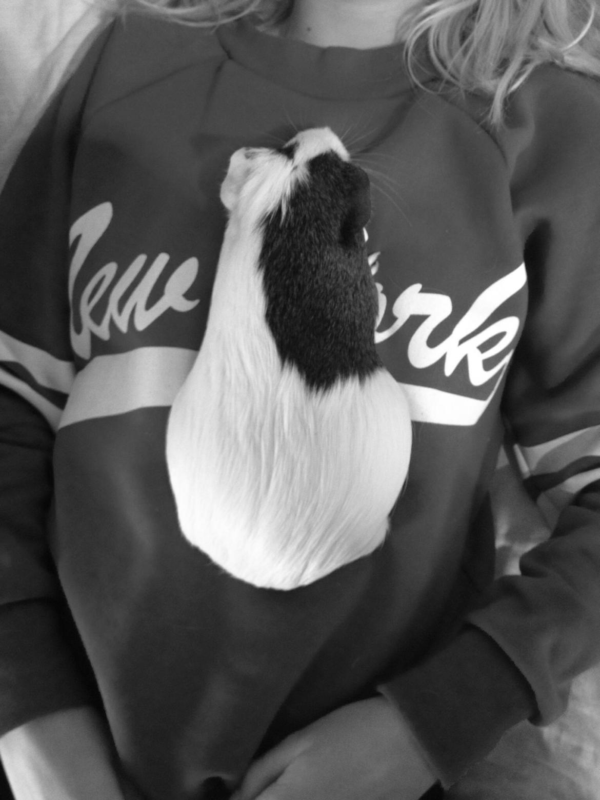 Marsvin Perle billede 4