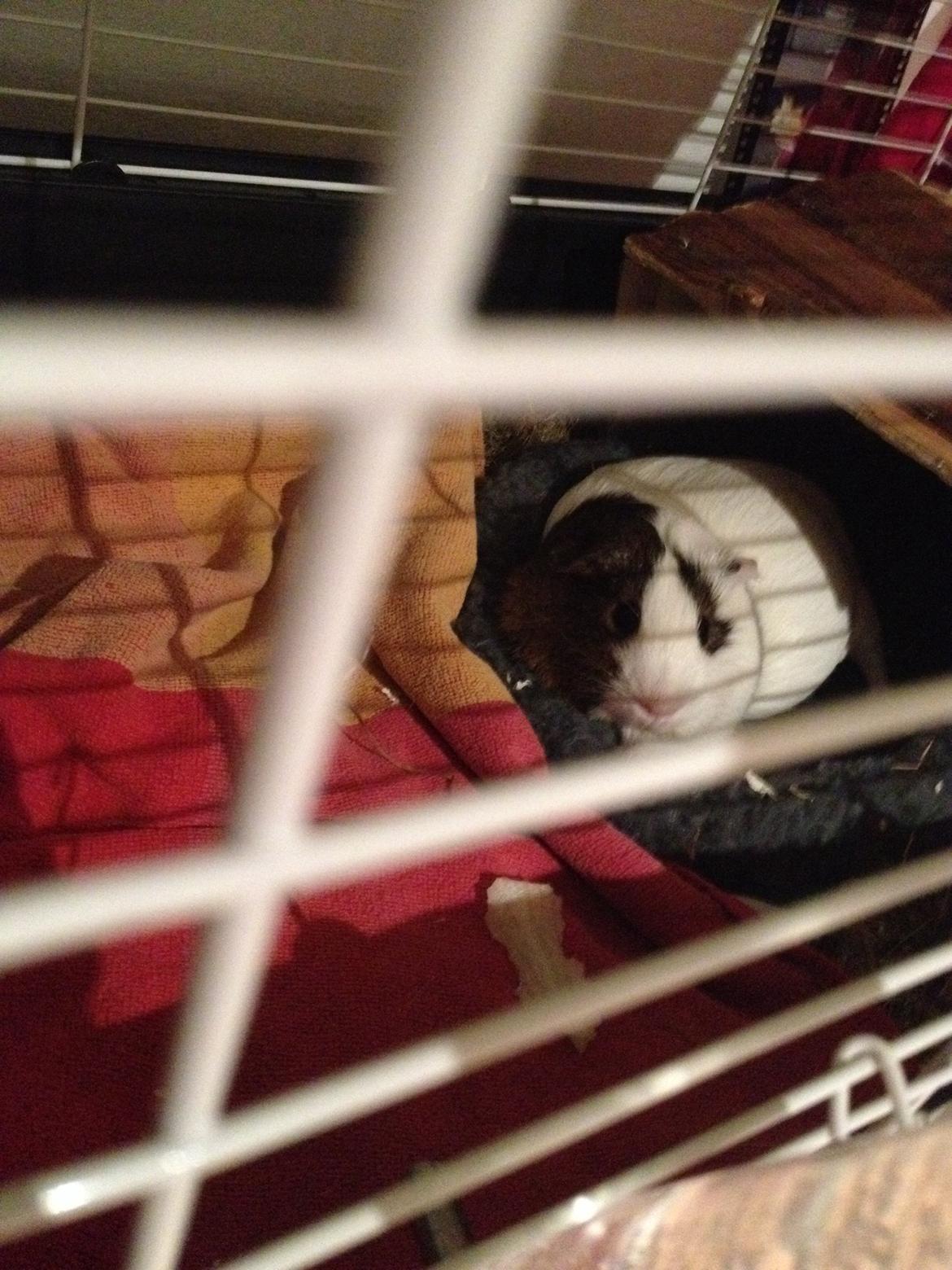 Marsvin Perle billede 5