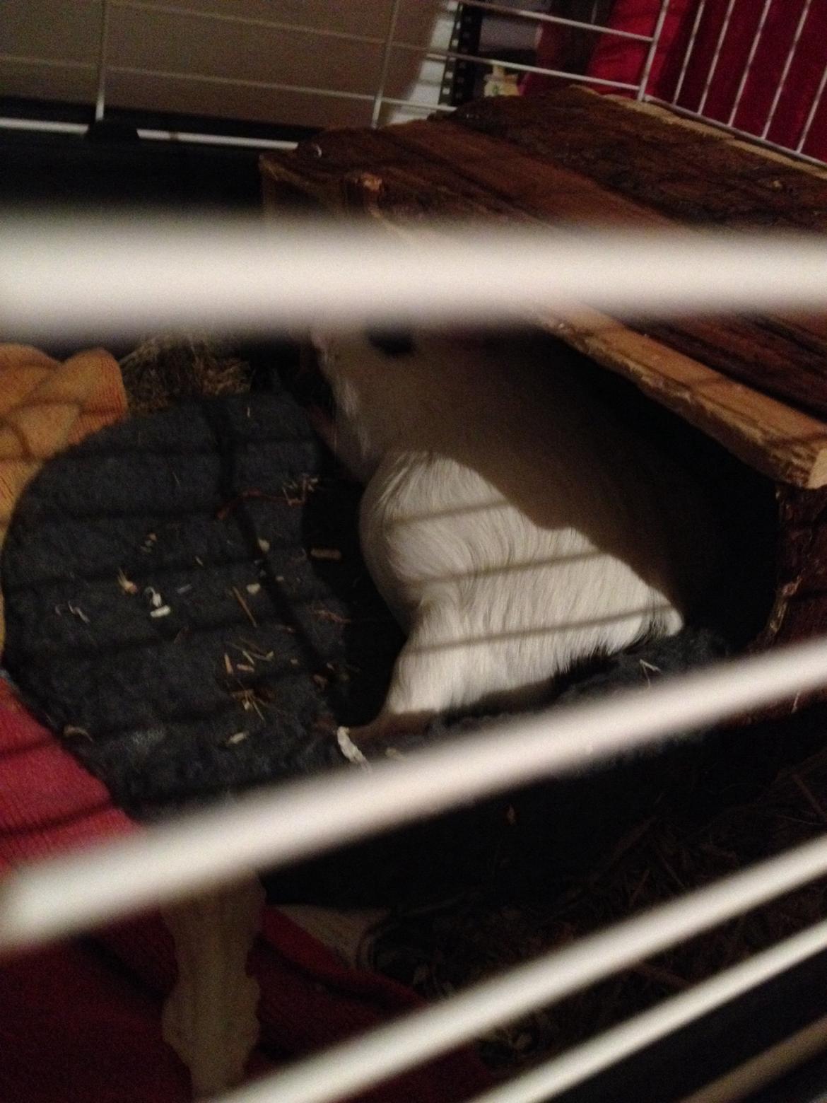 Marsvin Perle billede 6