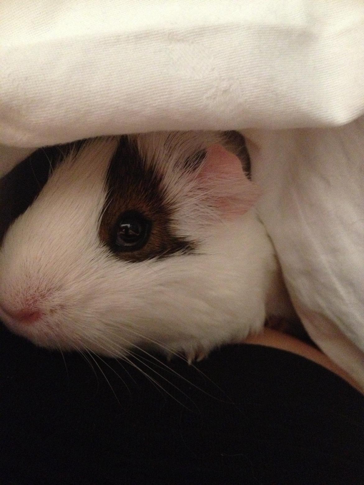 Marsvin Perle billede 1