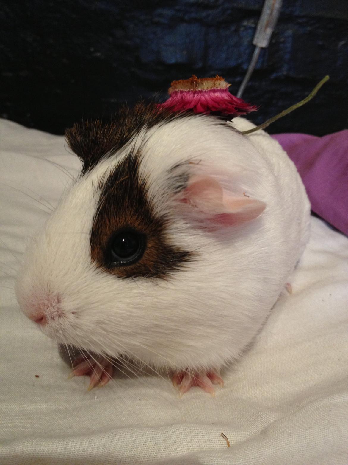 Marsvin Perle billede 8