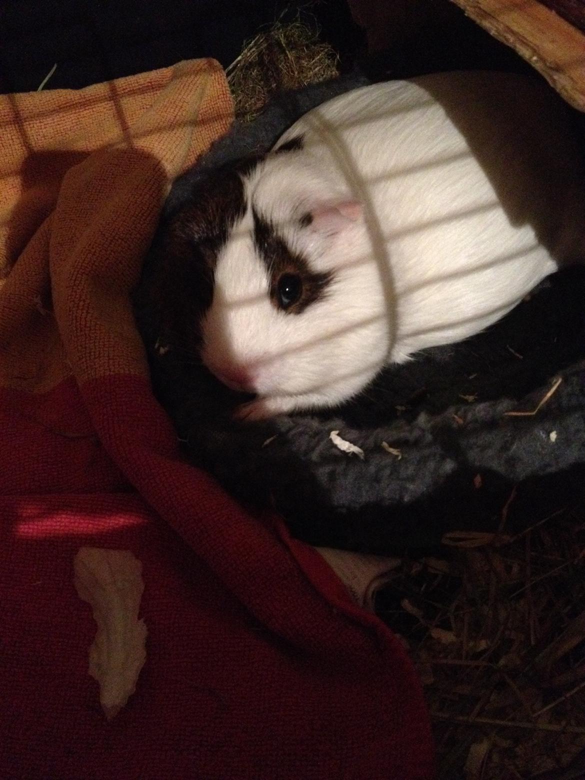 Marsvin Perle billede 9