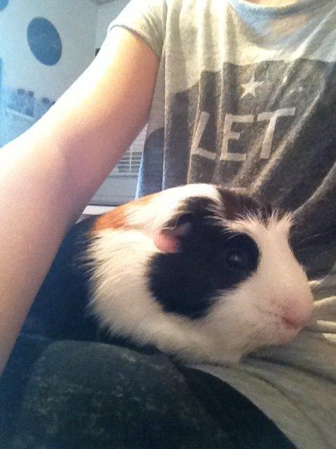 Marsvin Fritz (også kaldet fritti) billede 1