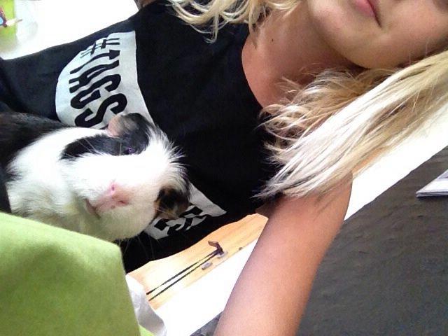 Marsvin Fritz (også kaldet fritti) billede 2