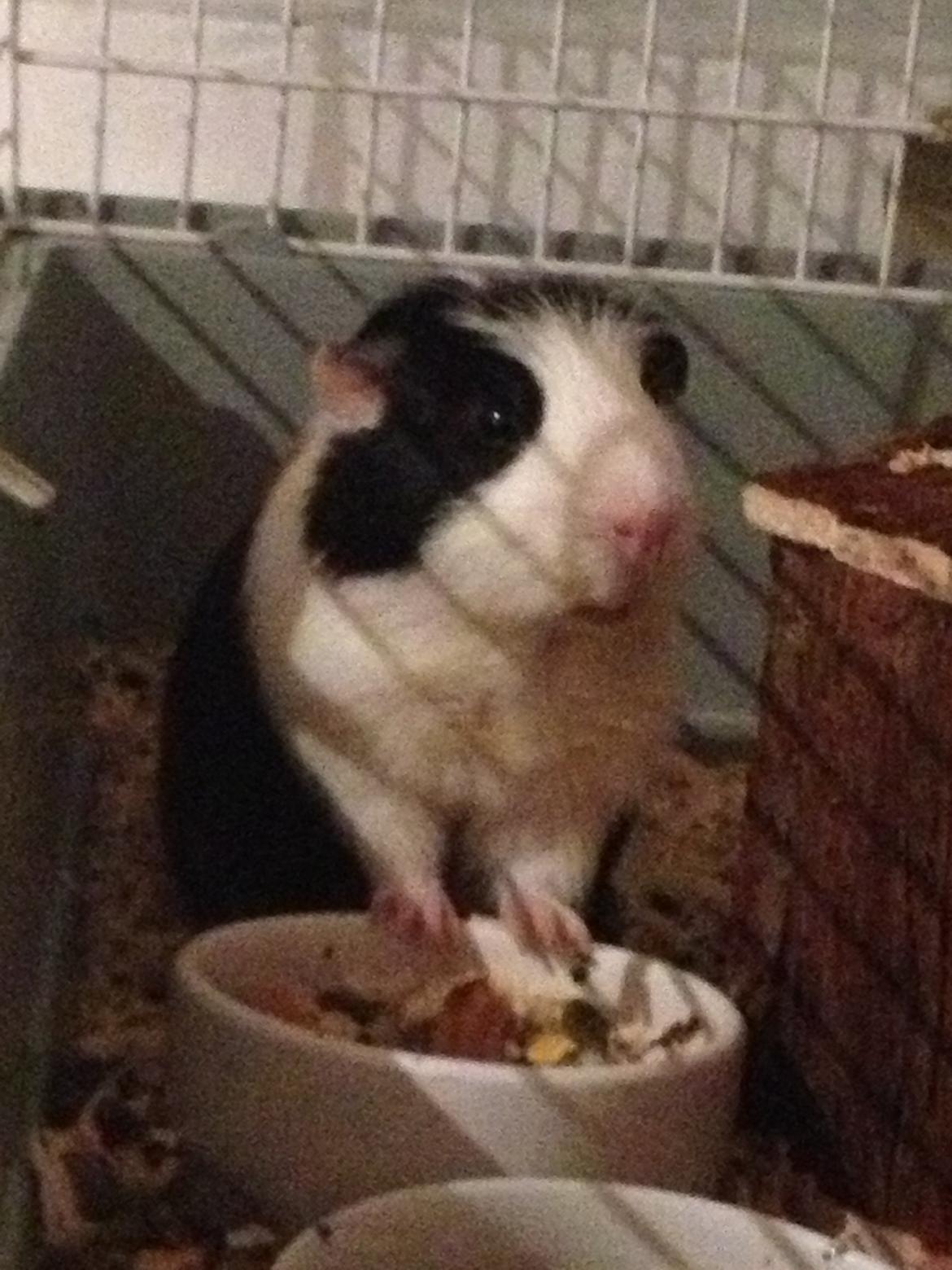 Marsvin Fritz (også kaldet fritti) billede 3