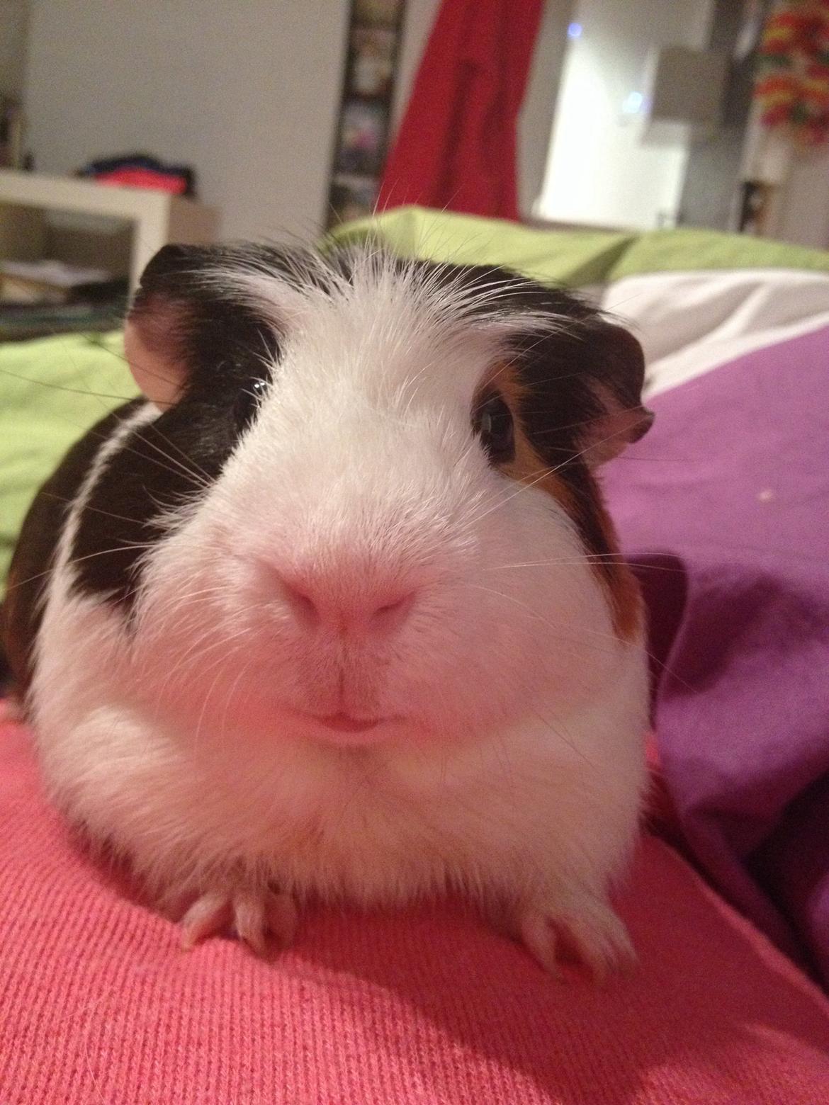 Marsvin Fritz (også kaldet fritti) billede 4