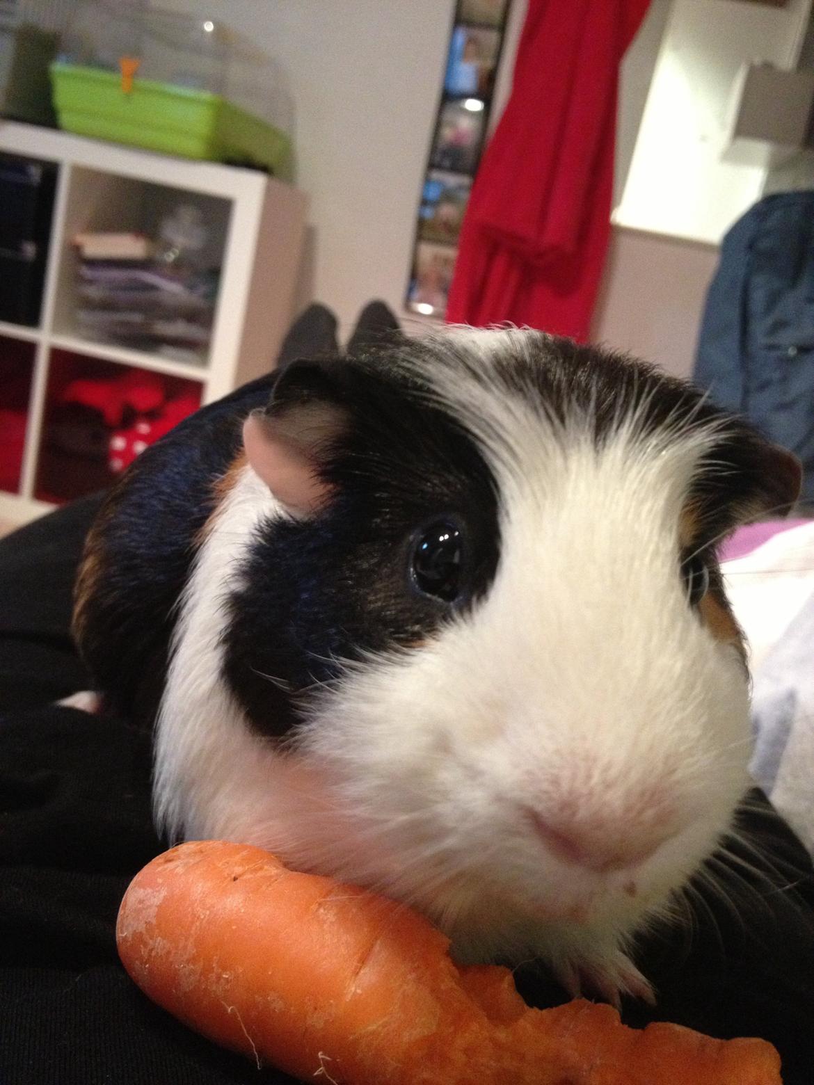 Marsvin Fritz (også kaldet fritti) billede 5