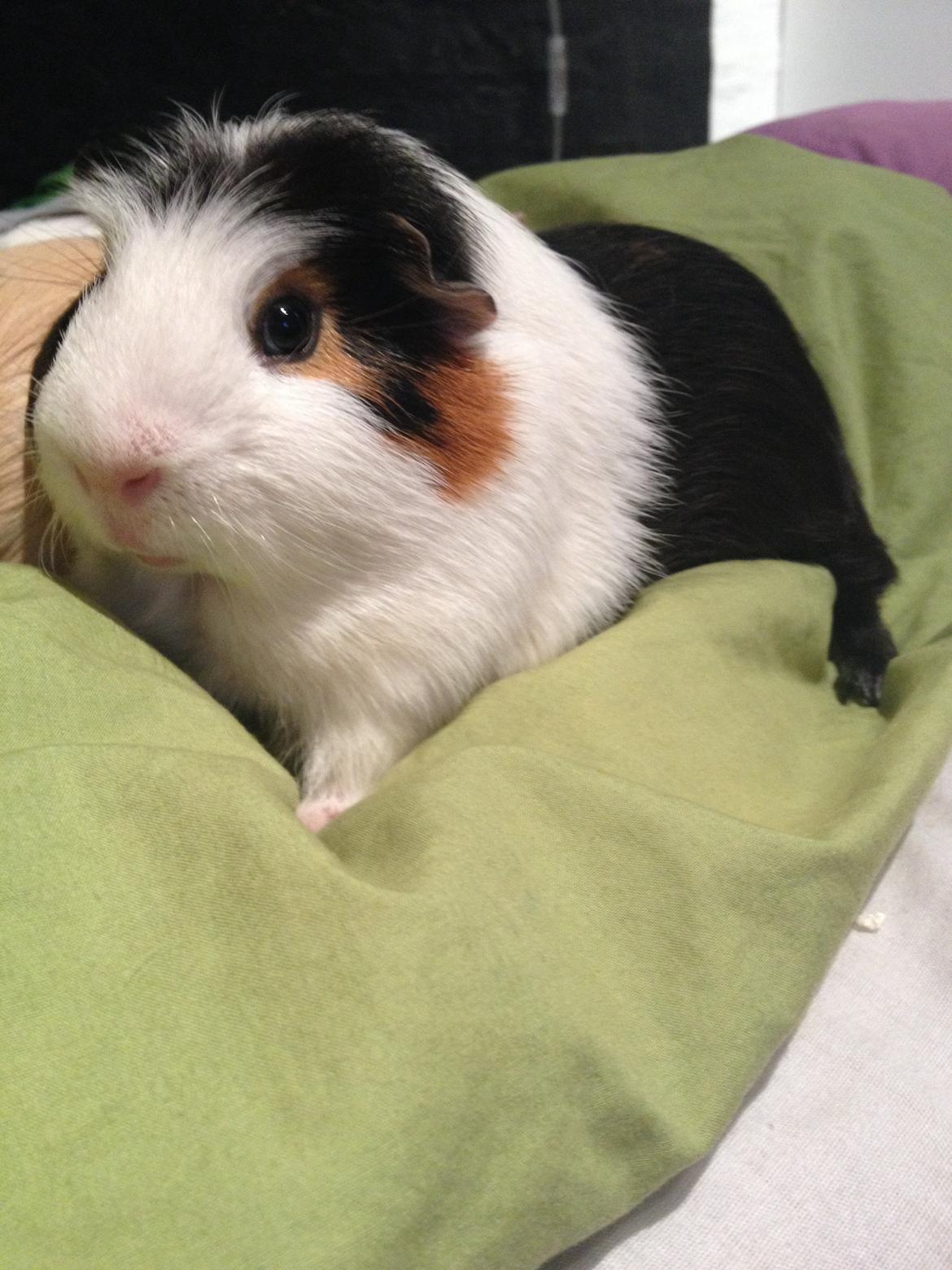 Marsvin Fritz (også kaldet fritti) billede 6