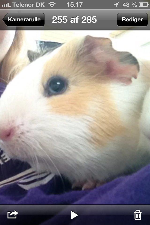 Marsvin Peanut (da hun ligner en lille peanut) billede 1