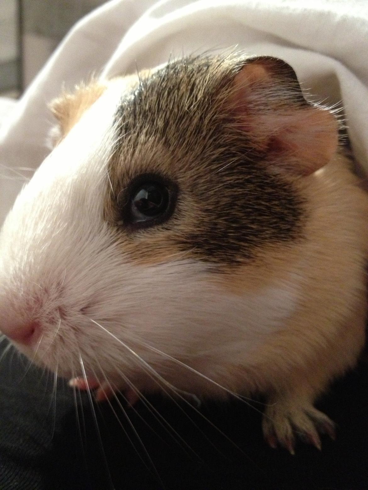 Marsvin Peanut (da hun ligner en lille peanut) billede 2