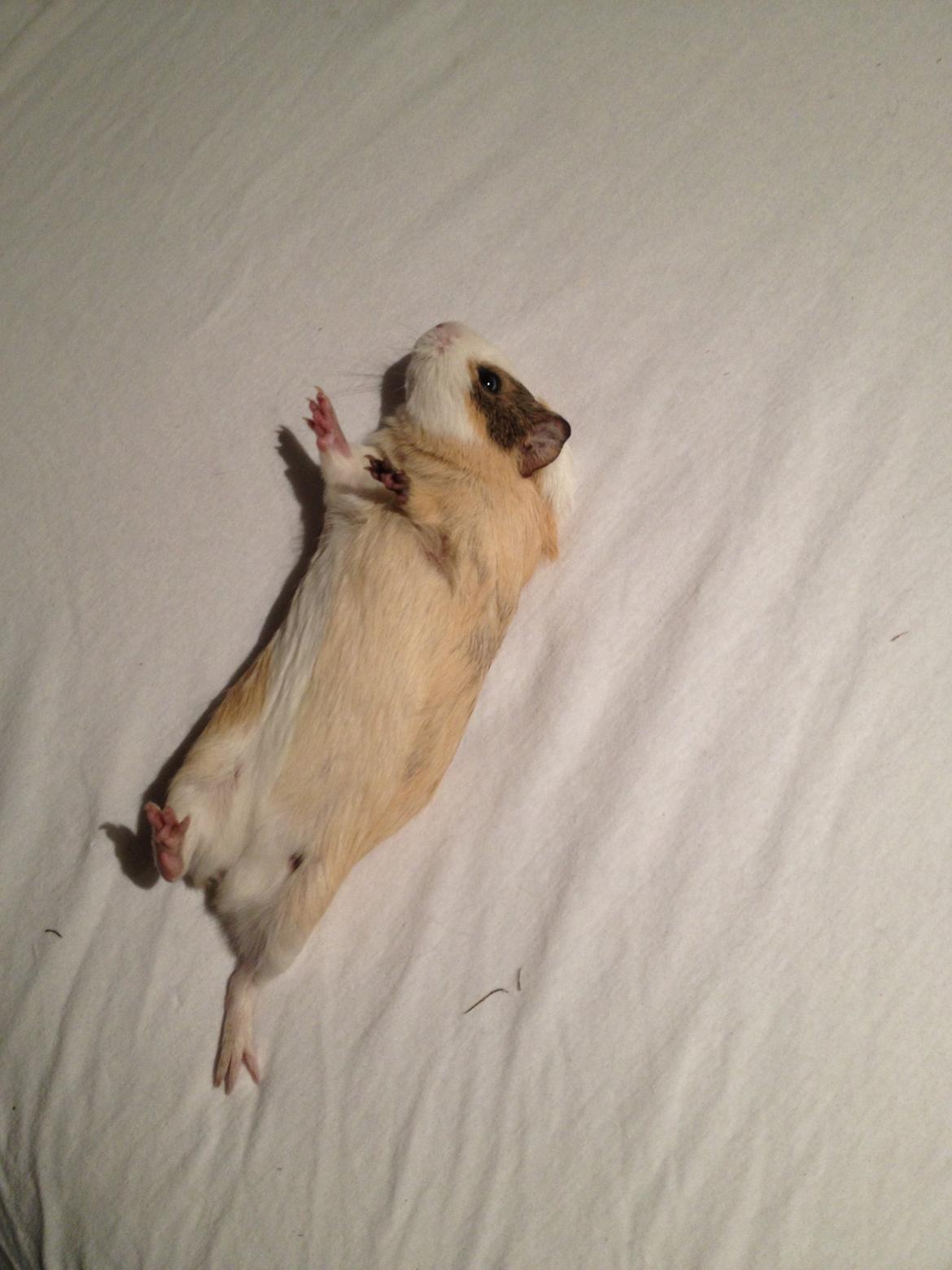 Marsvin Peanut (da hun ligner en lille peanut) billede 3