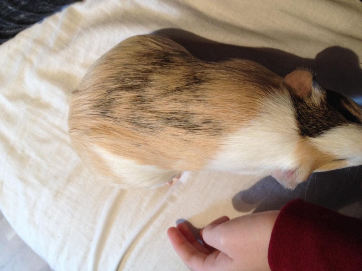 Marsvin Peanut (da hun ligner en lille peanut) billede 4