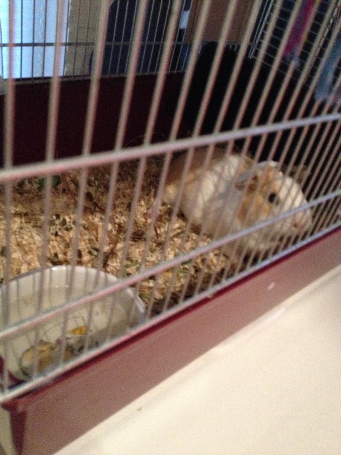 Marsvin Peanut (da hun ligner en lille peanut) billede 5