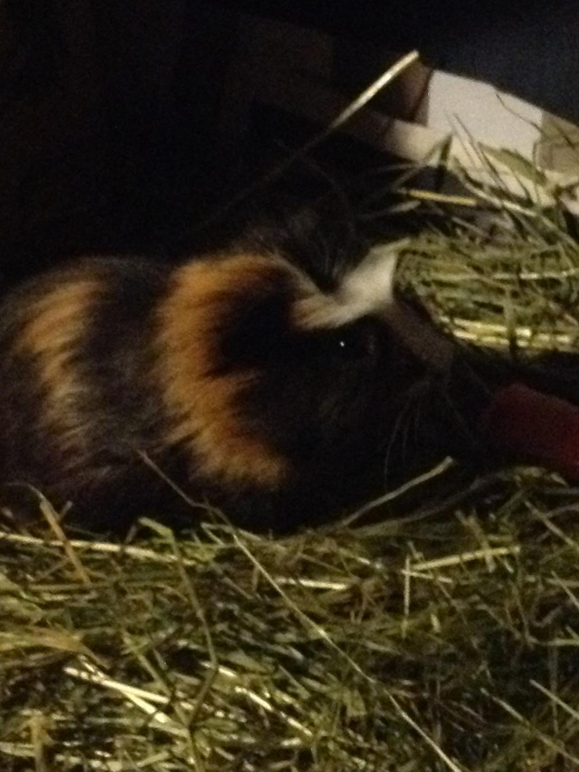 Marsvin Tesla RIP  billede 2