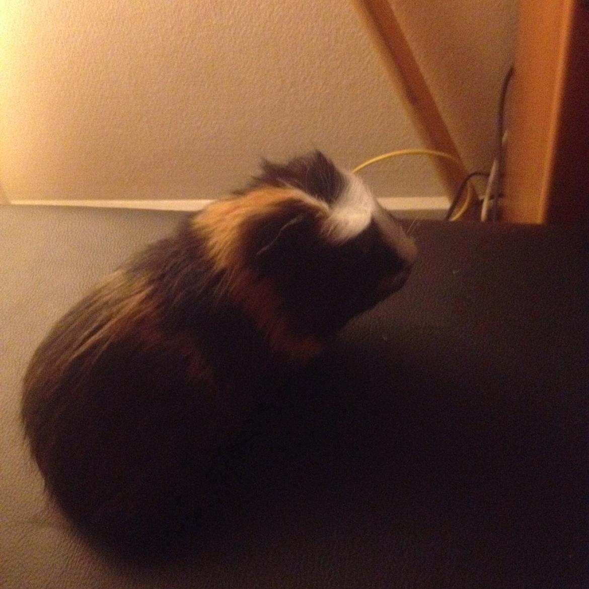 Marsvin Tesla RIP  billede 3