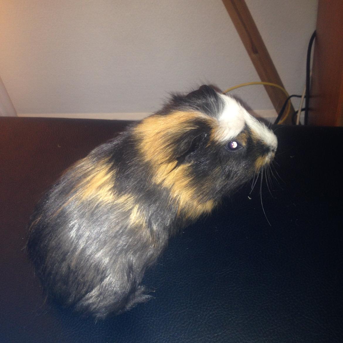 Marsvin Tesla RIP  billede 6