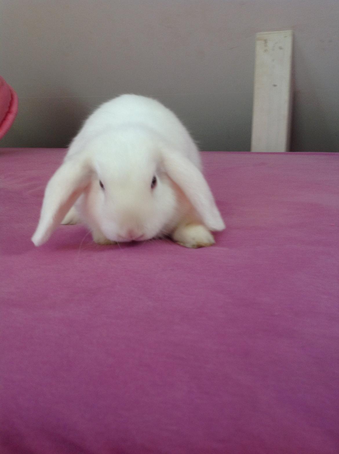 Kanin Silke billede 1