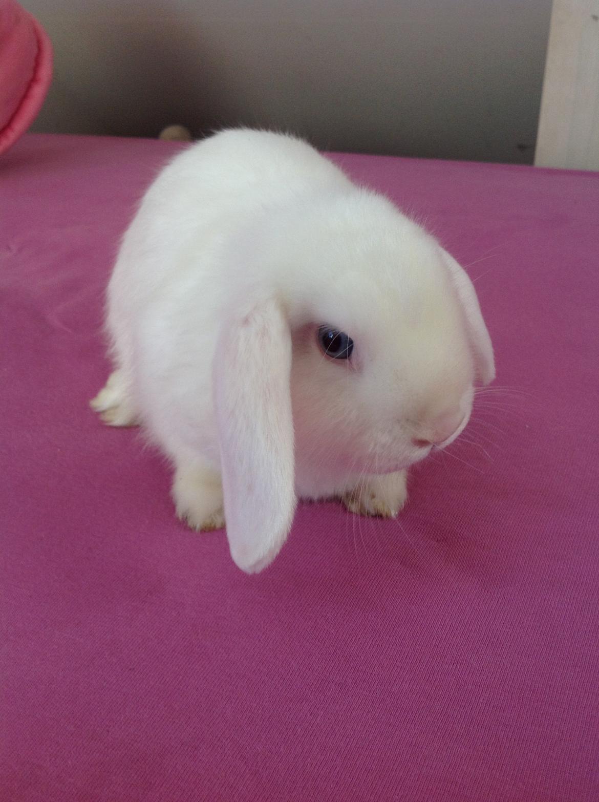 Kanin Silke billede 4
