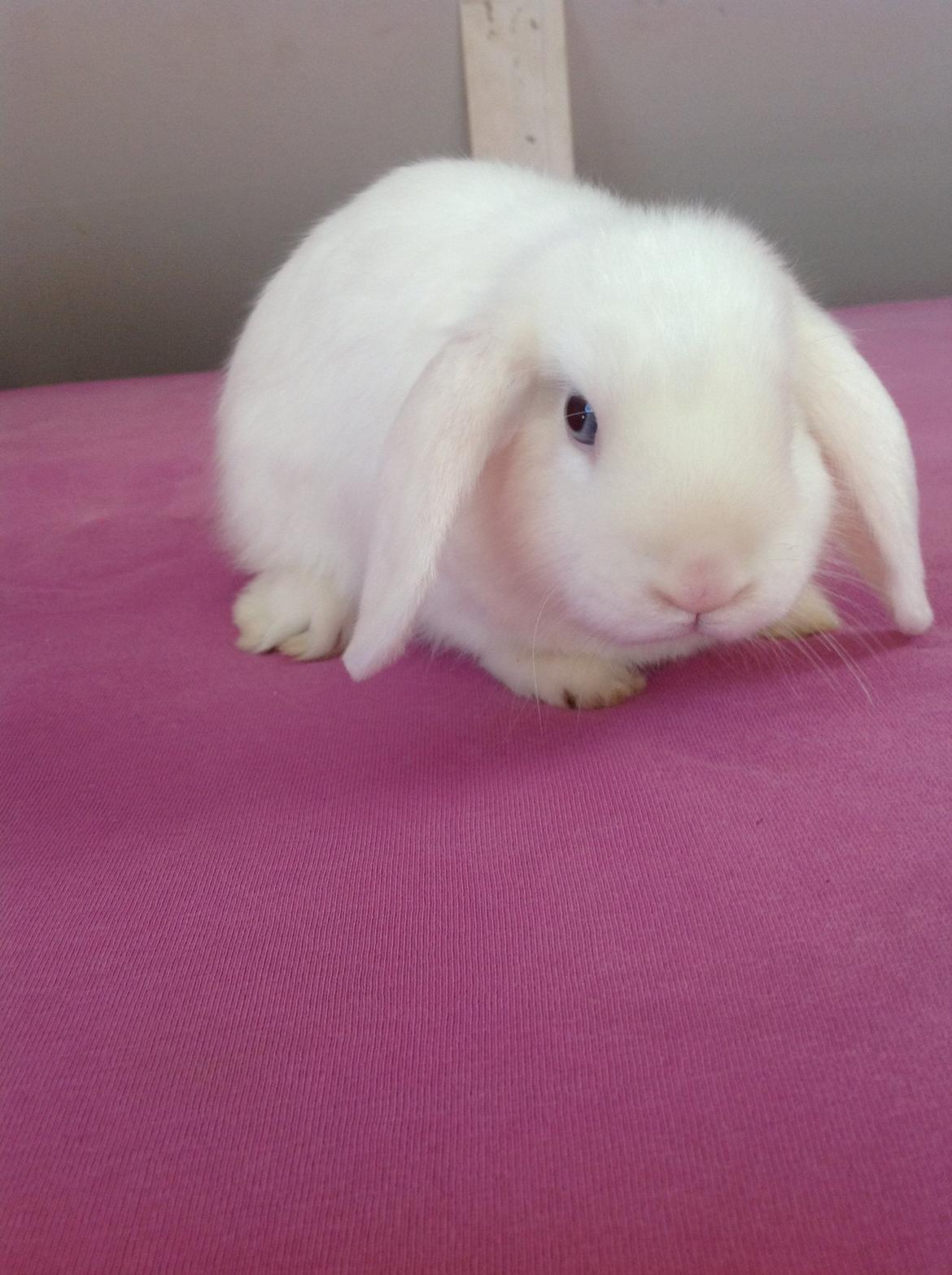 Kanin Silke billede 5