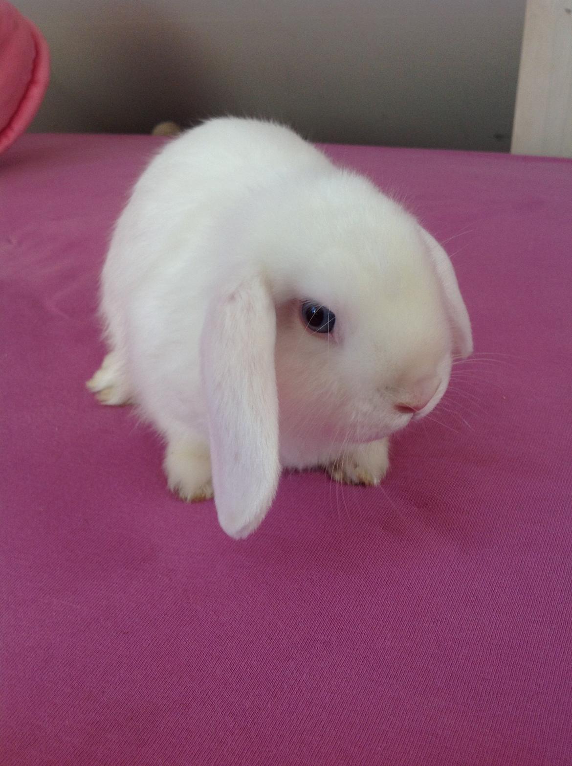 Kanin Silke billede 6