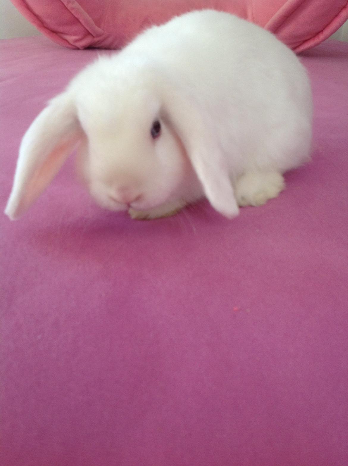 Kanin Silke billede 7