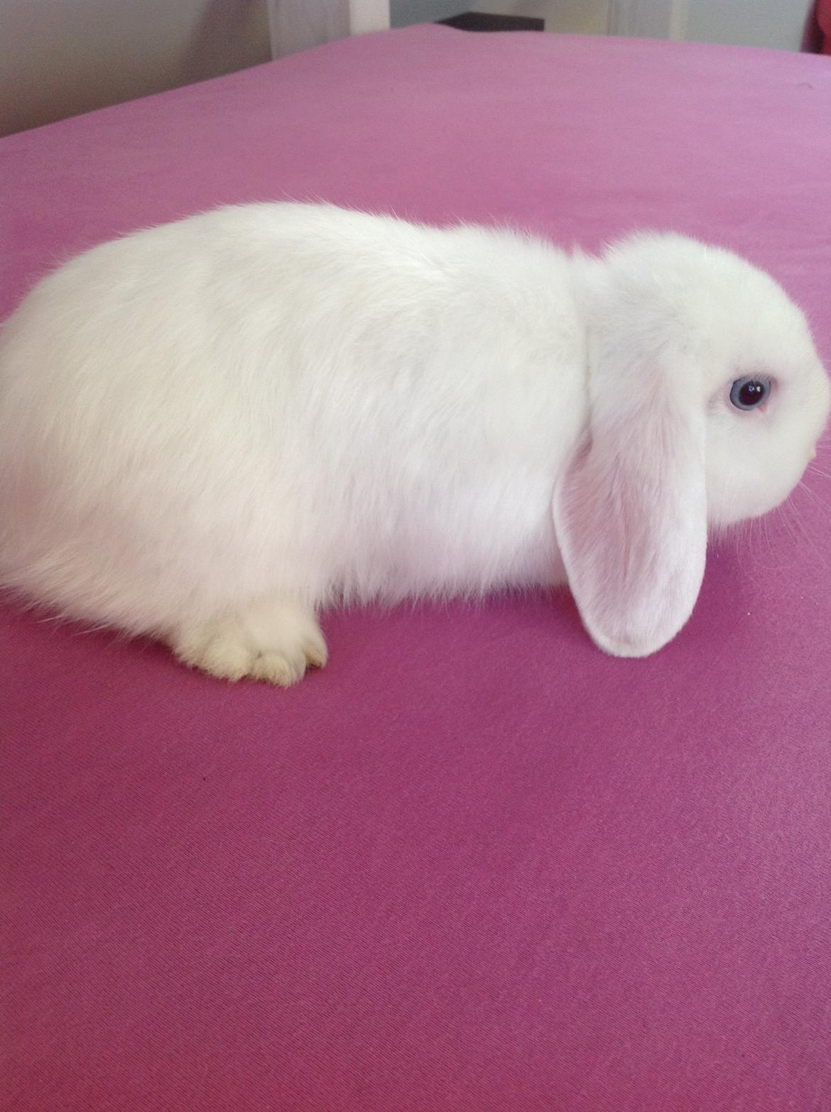 Kanin Silke billede 9
