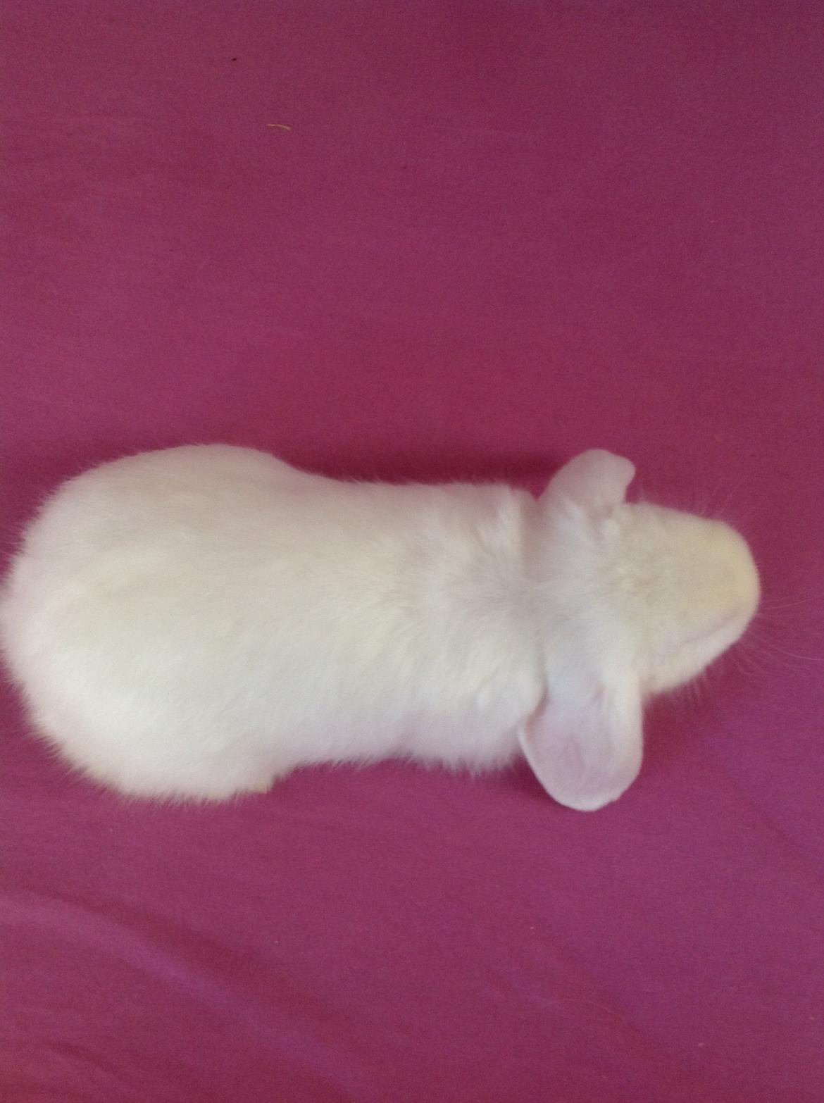 Kanin Silke billede 10