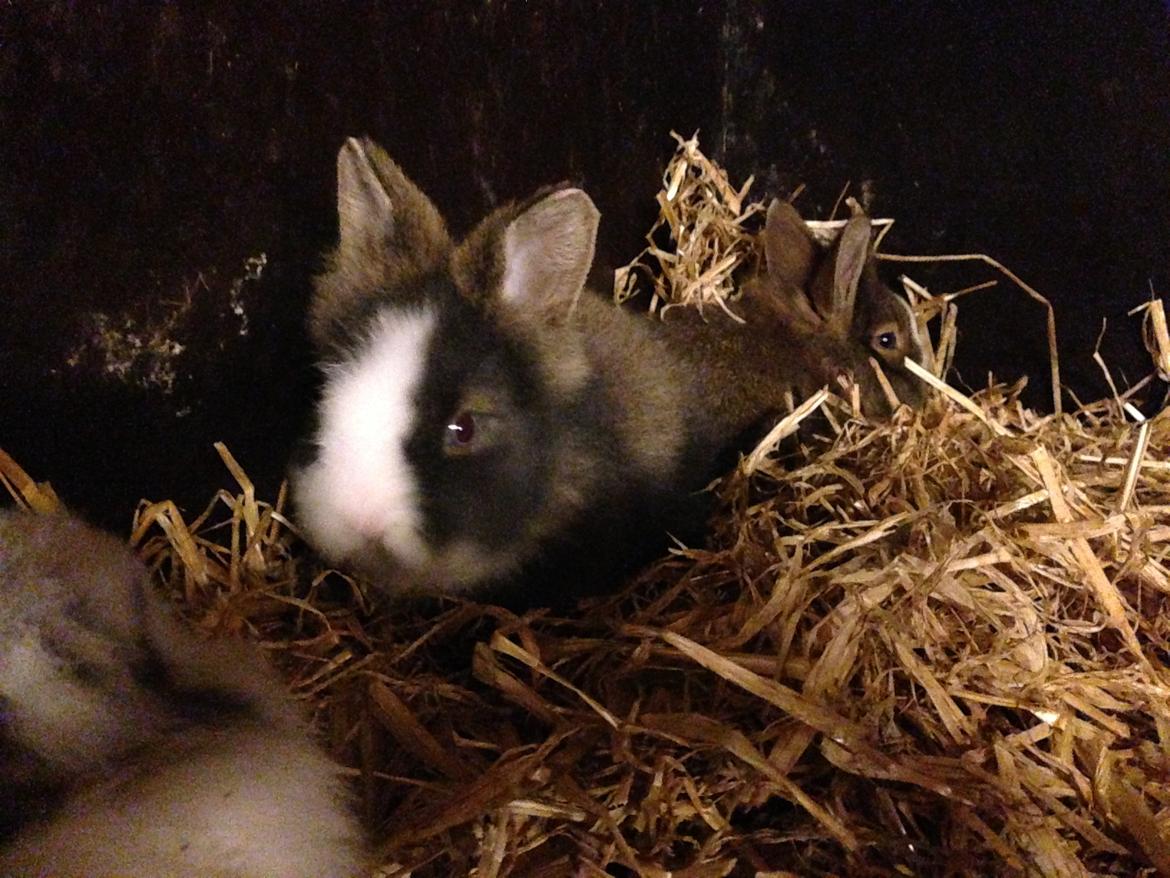 Kanin Noah - Noah, ca 6 uger gammel billede 1